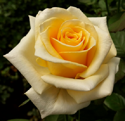 Yellow Wink 1