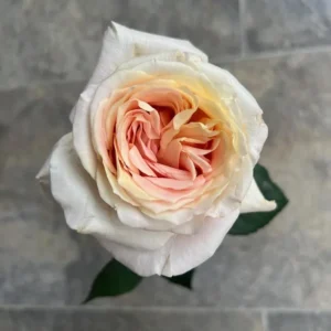 VIK-21-142-X - Africa