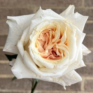 VIK-23-017-X - Latin America