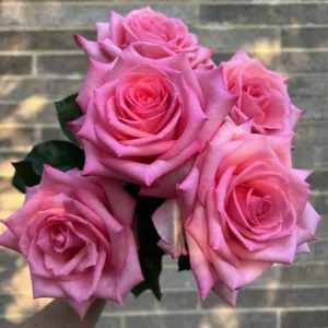 VIK-23-459-X - Latin America