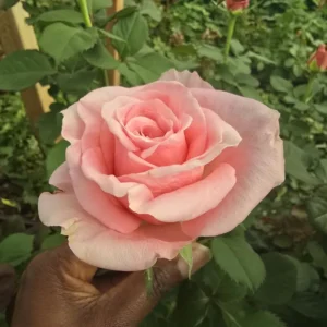 VIK-23-459-X - Africa