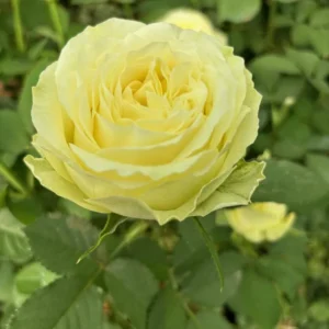 VIK-23-465-X - Africa