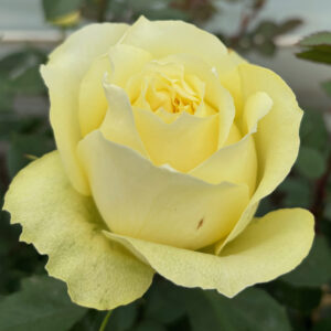 VIK-23-465-X - Latin America