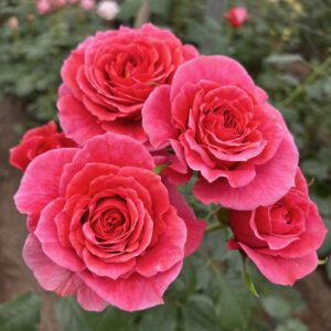 VIK-S-21-115-P - Latin America