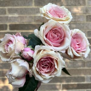 VIK-S-21-182-P - Latin America