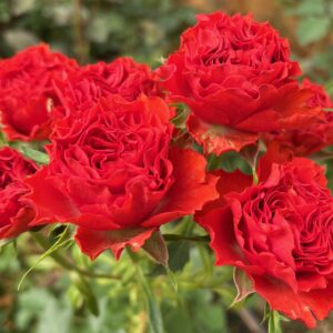 VIK-23-037-P - Africa